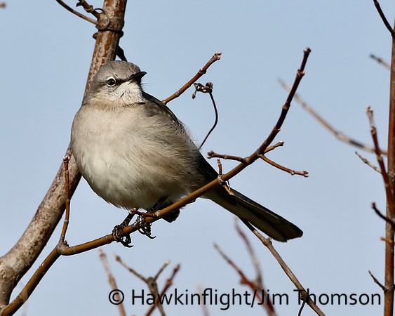 Northern Mockingbird