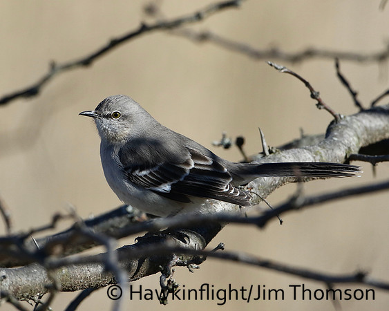 Northern Mockingbird