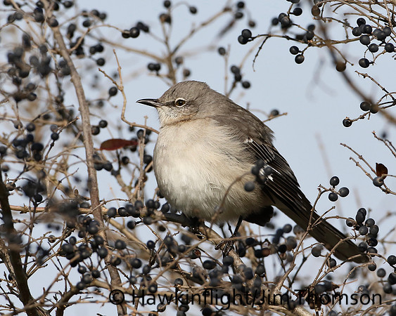 Northern Mockingbird