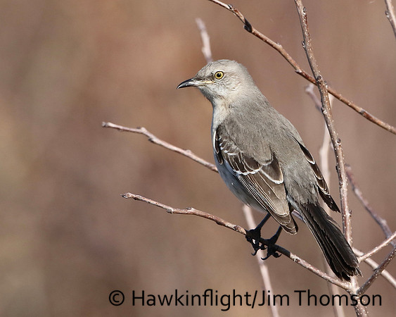 Northern Mockingbird