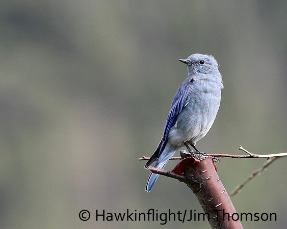 Mountain Bluebird