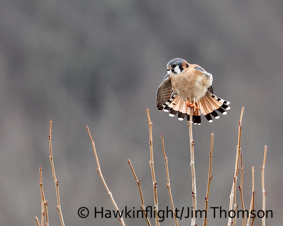 American Kestrel