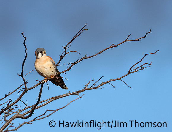 American Kestrel