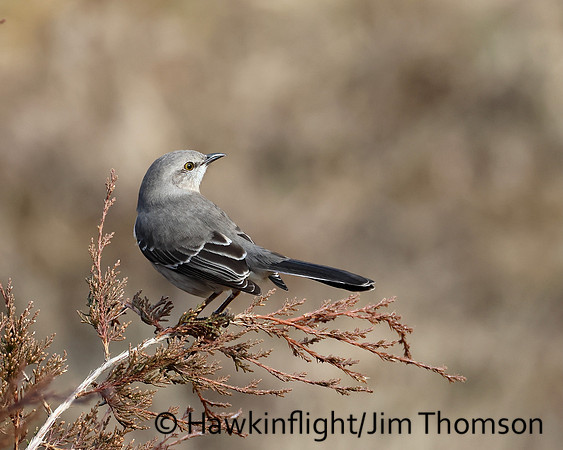 Northern Mockingbird