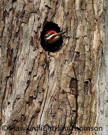 Pileated Woodpecker