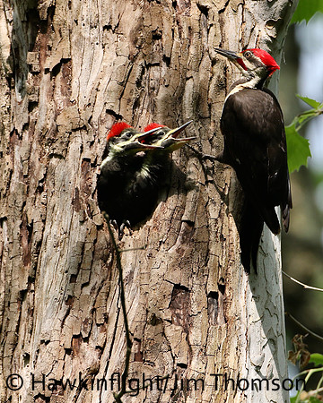 Pileated Woodpecker