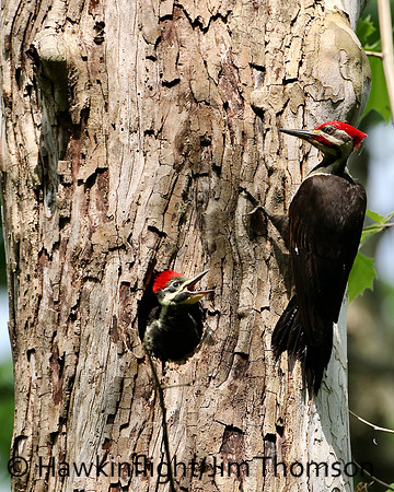 Pileated Woodpecker