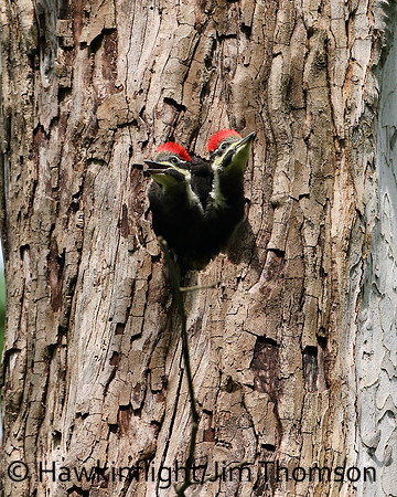 Pileated Woodpecker