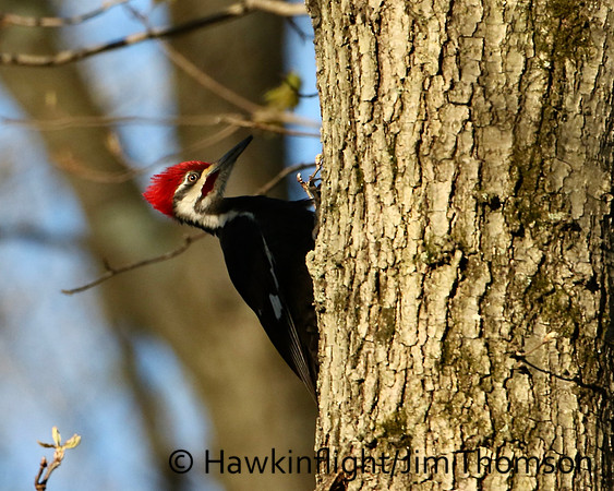Pileated Woodpecker
