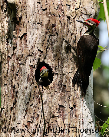 Pileated Woodpecker