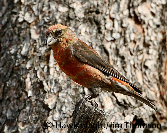 Red Crossbill