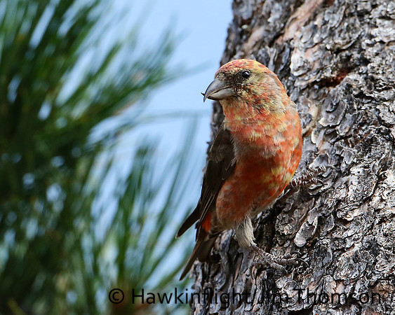 Red Crossbill