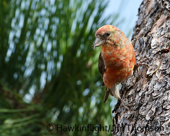 Red Crossbill