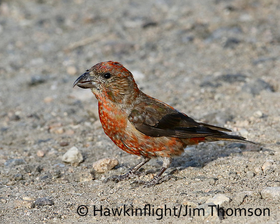 Red Crossbill