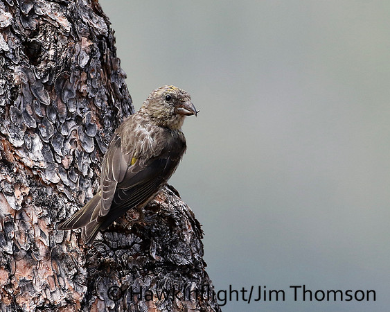 Red Crossbill