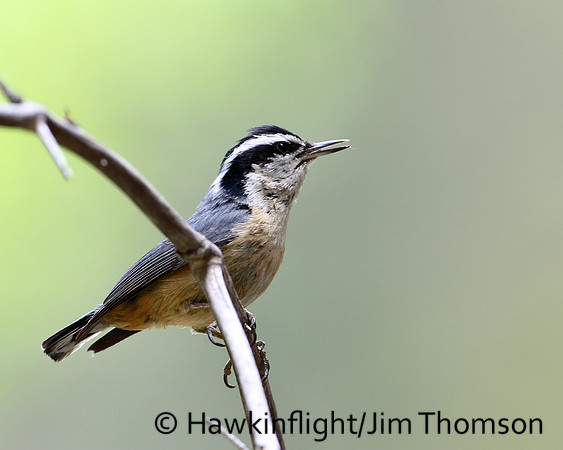 Red-breasted Nuthatch