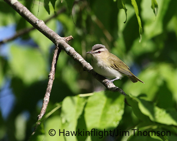 Red-eyed Vireo