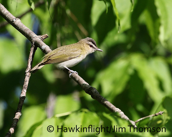 Red-eyed Vireo