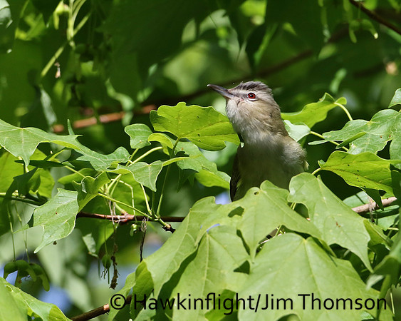 Red-eyed Vireo
