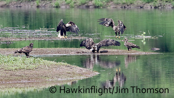 Bald Eagle