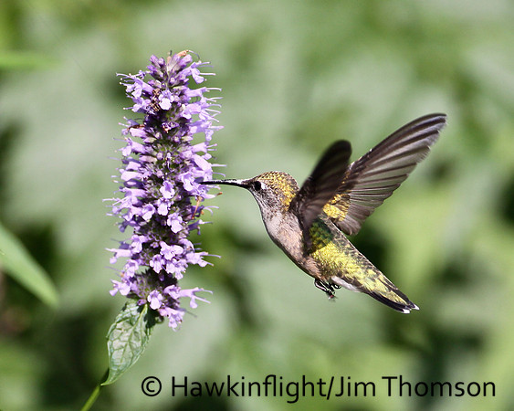 Ruby-throated Hummingbird