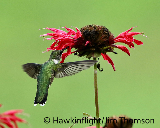 Ruby-throated Hummingbird