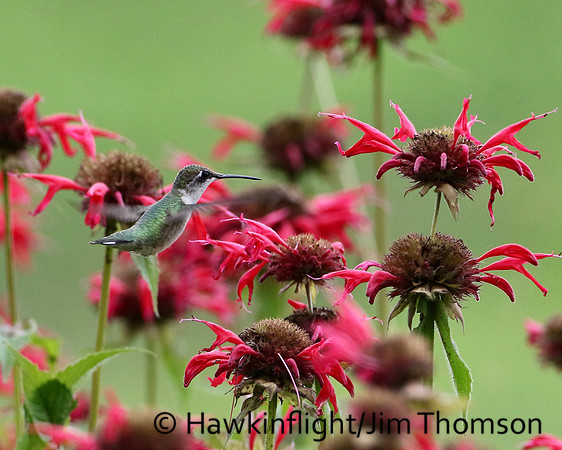 Ruby-throated Hummingbird