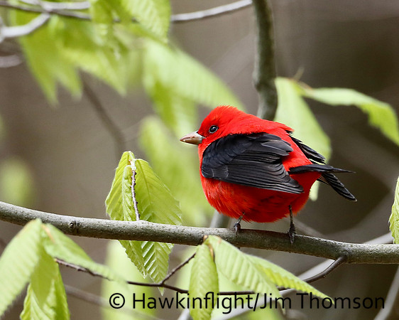 Scarlet Tanager