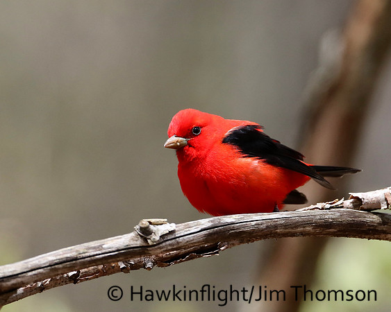 Scarlet Tanager