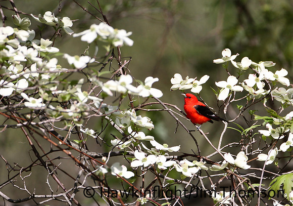 Scarlet Tanager