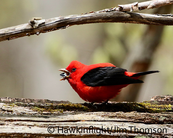Scarlet Tanager