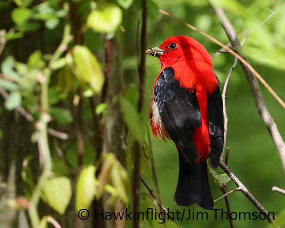 Scarlet Tanager