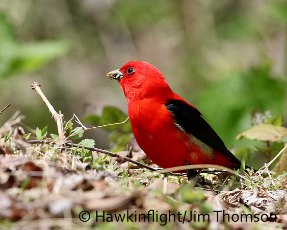 Scarlet Tanager