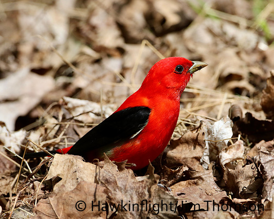 Scarlet Tanager