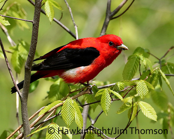 Scarlet Tanager