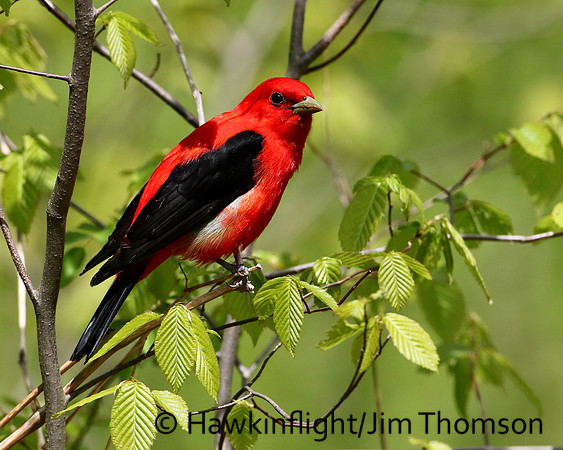 Scarlet Tanager