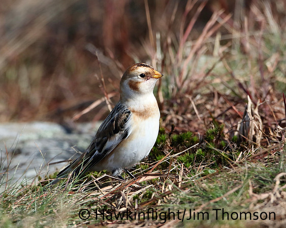 Snow Bunting