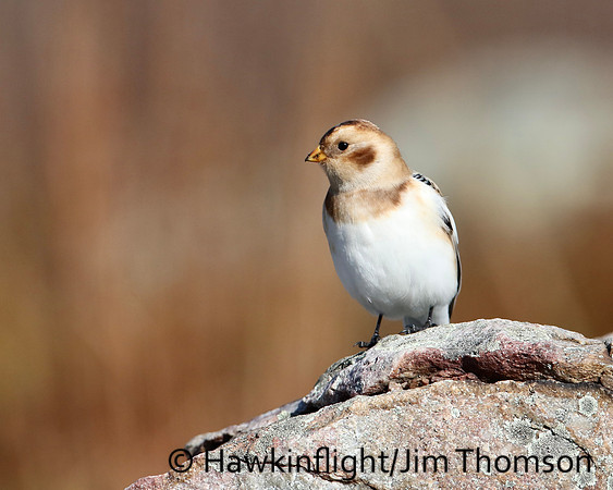 Snow Bunting