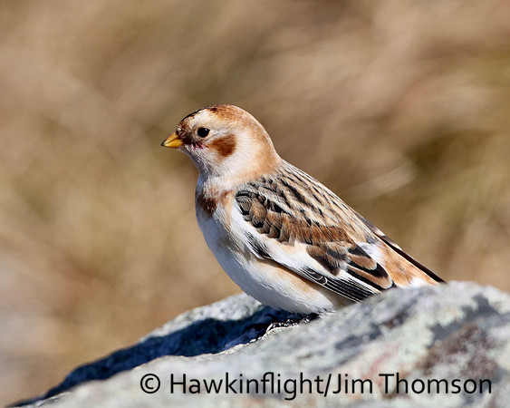 Snow Bunting