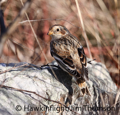 Snow Bunting
