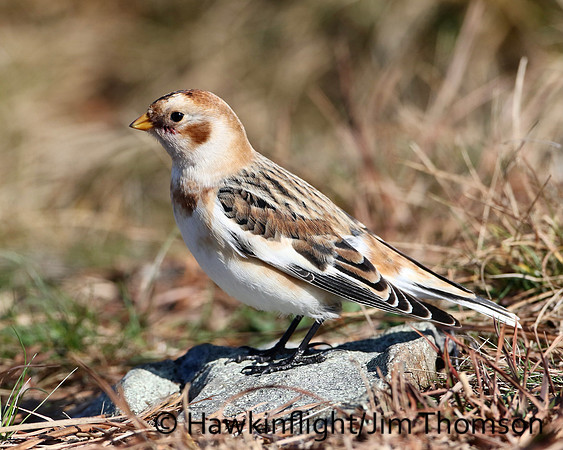 Snow Bunting