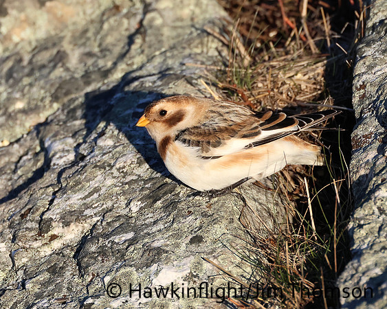 Snow Bunting