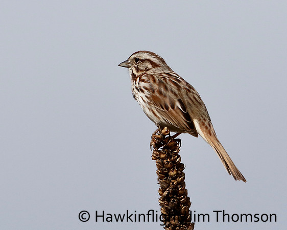 Song Sparrow