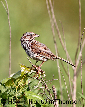 Song Sparrow