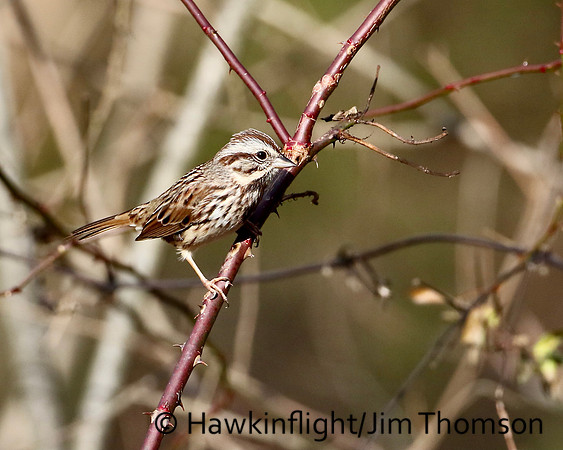 Song Sparrow