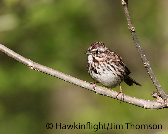 Song Sparrow