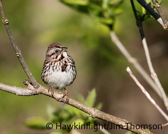 Song Sparrow