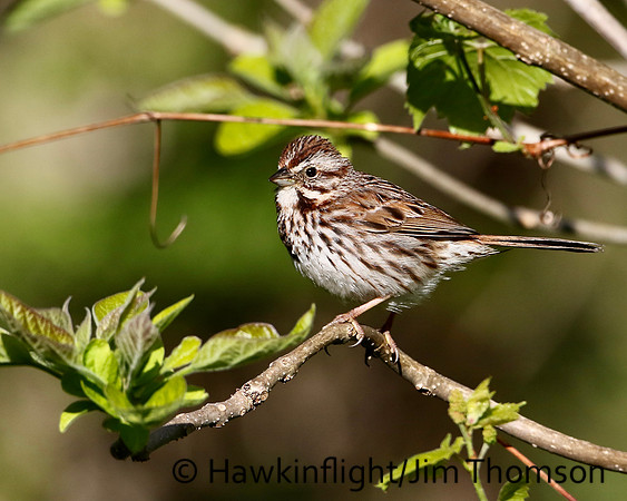 Song Sparrow