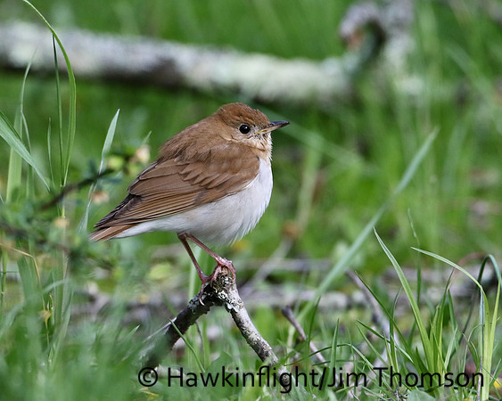 Veery