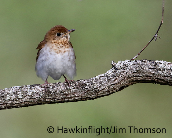 Veery
